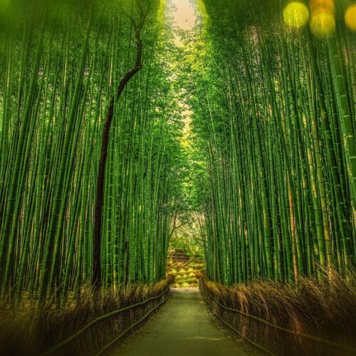 Kyoto bambù