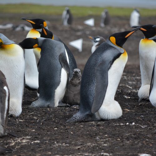 pinguini Patagonia