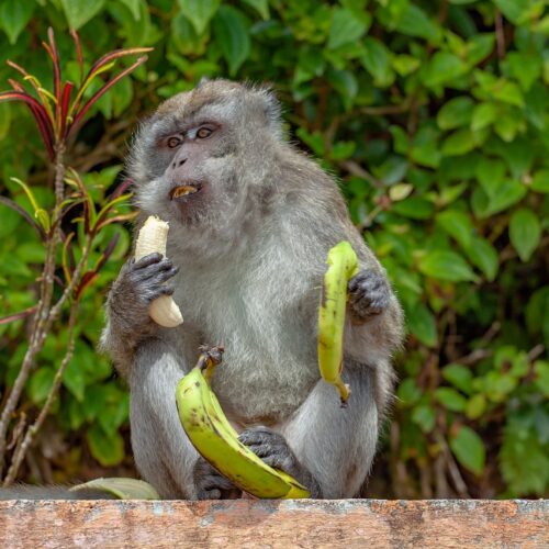 scimmia che mangia una banana