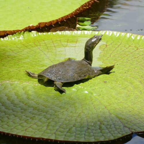 piccola tartaruga su una ninfea