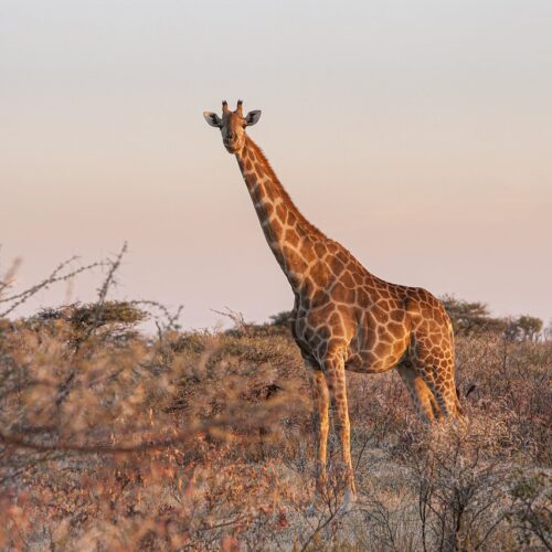 viaggi torino in Namibia